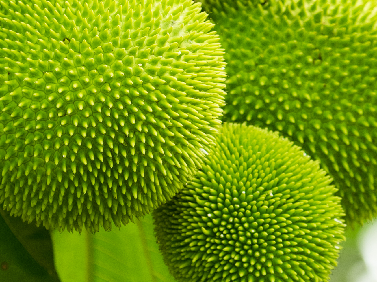 Breadfruit.jpg