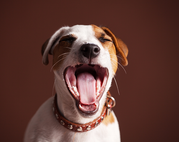 Laughingdog.png