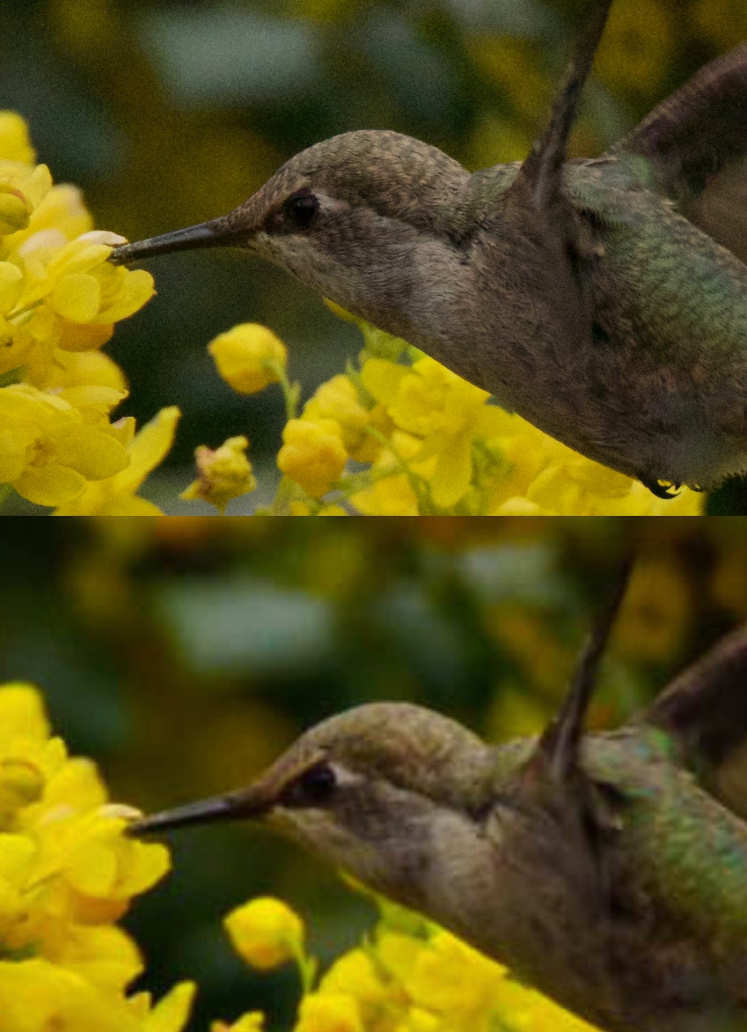 hummingbirdissue.jpg