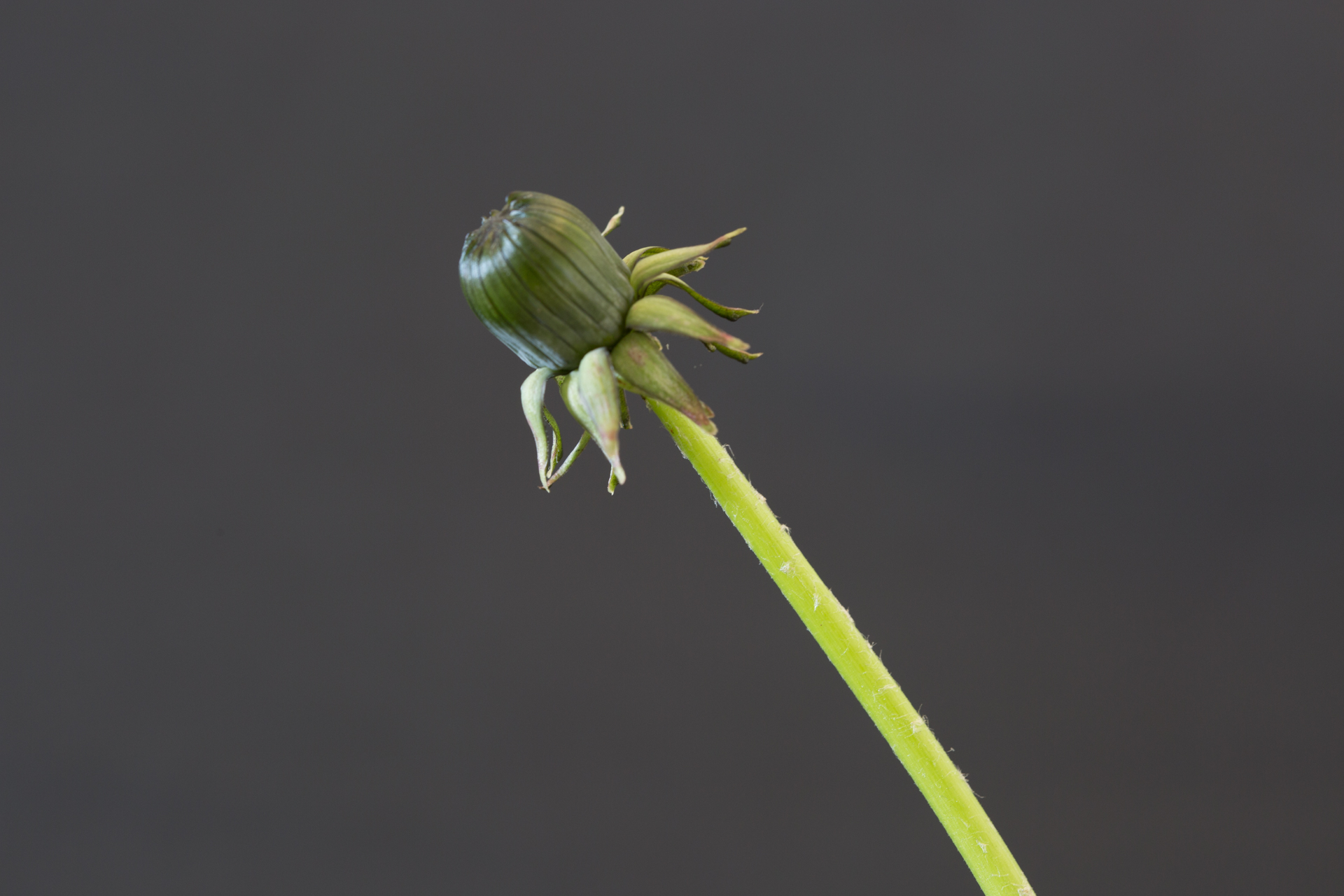 dandelion-6473.jpg