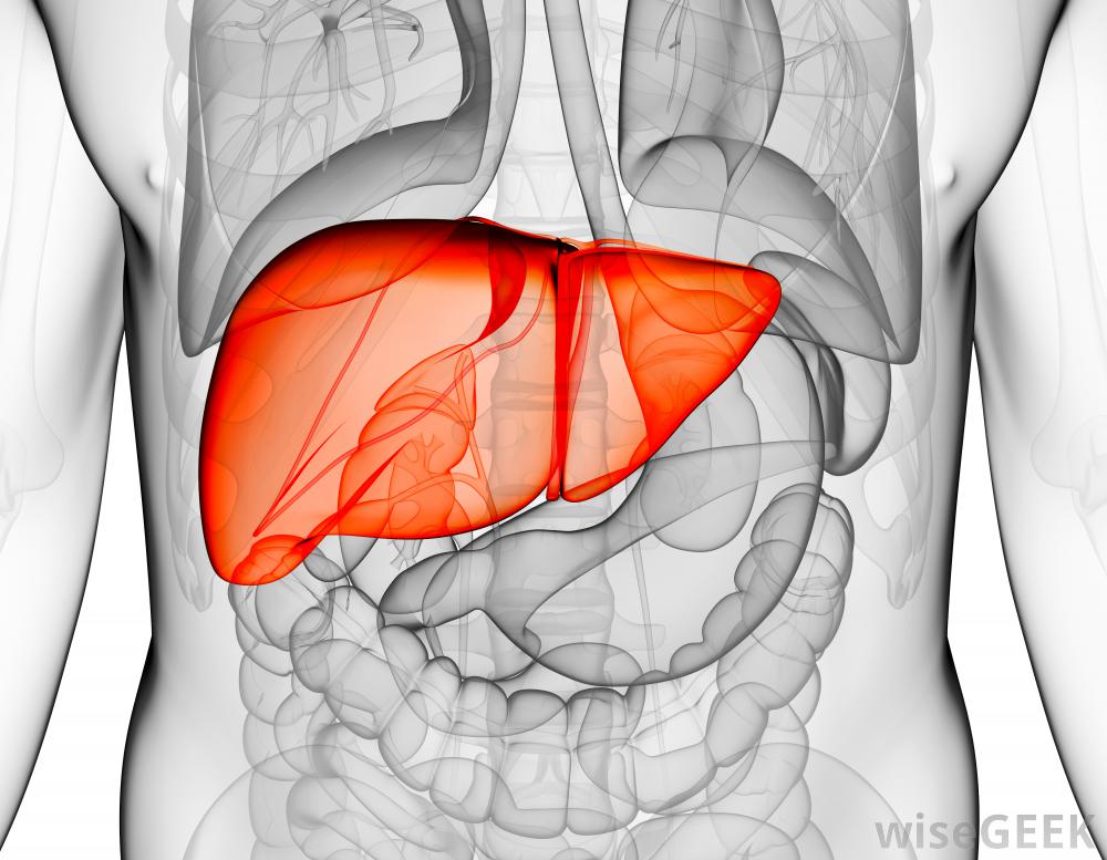 highlighted-liver.png