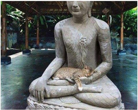 Cat-Buddha.jpg