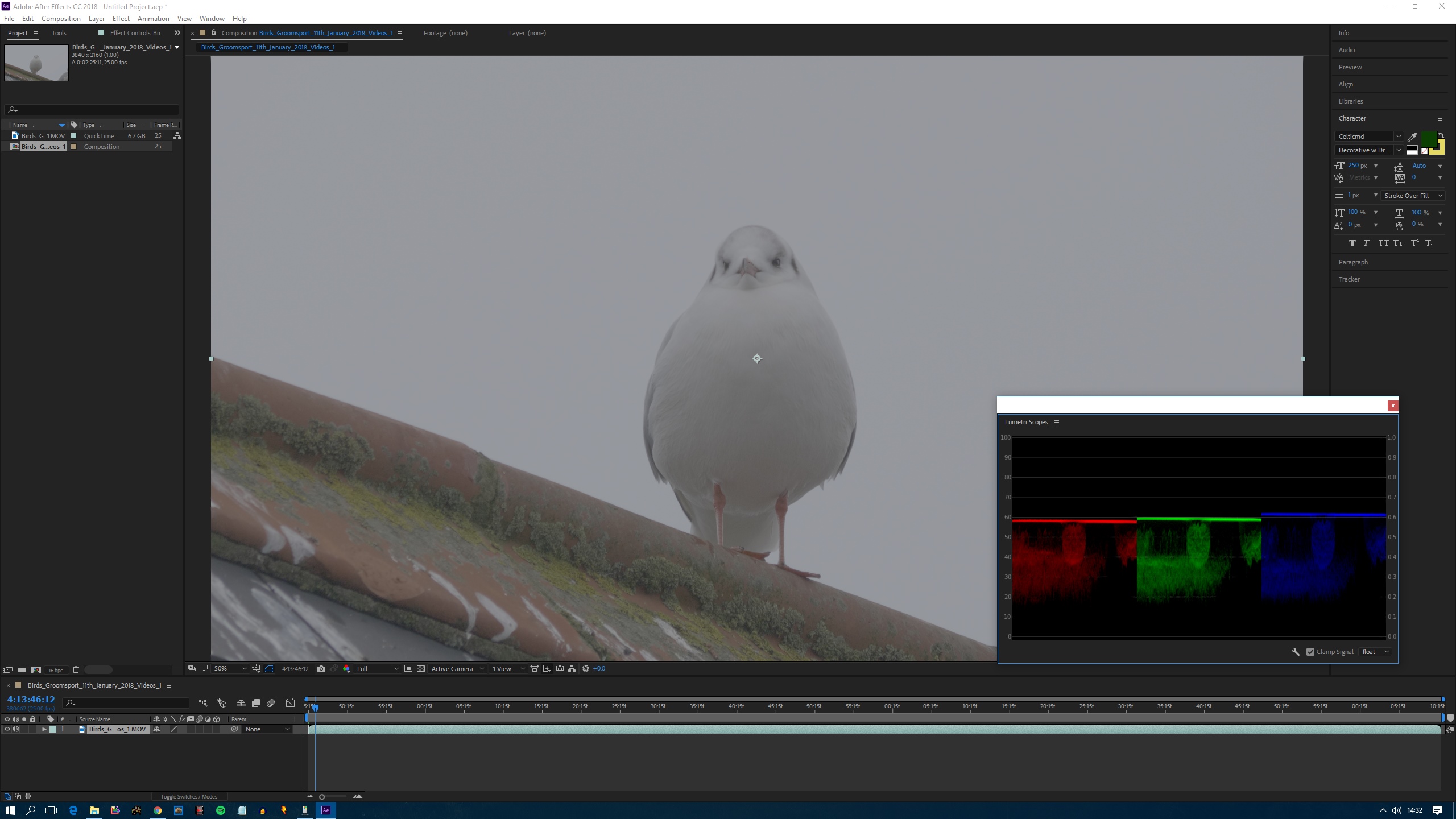 Gull_AE_Unedited.jpg
