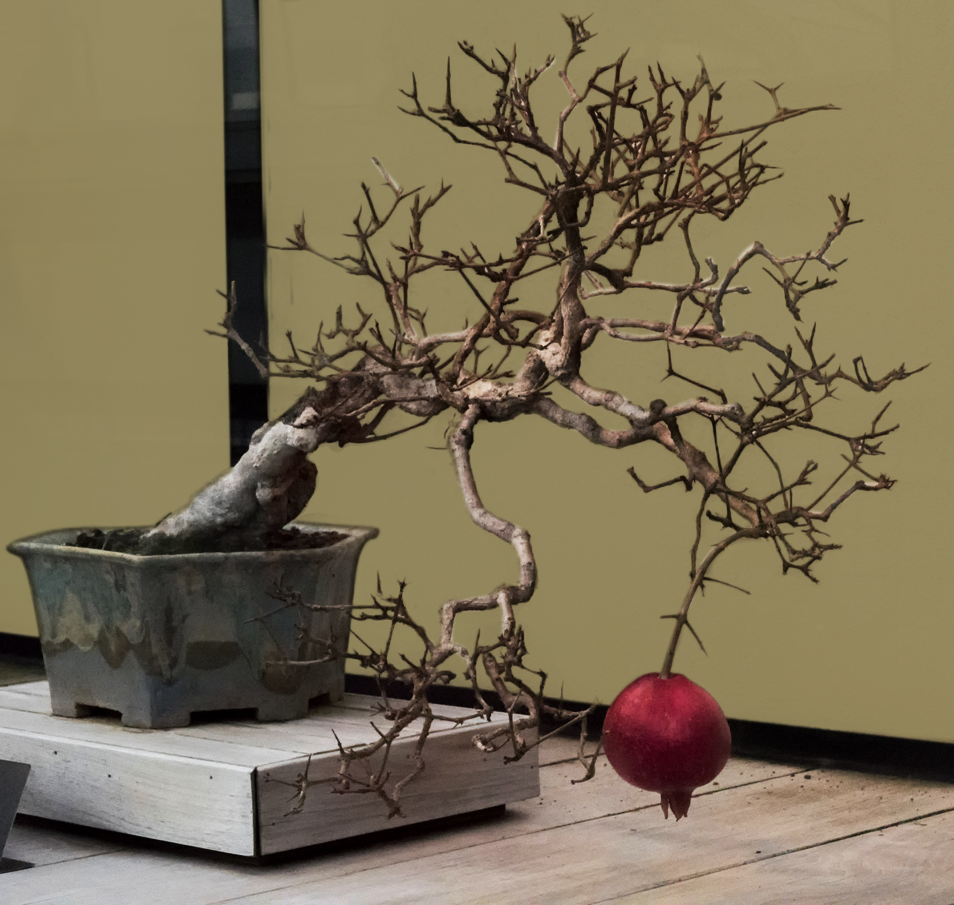 pomegranate+bonsai2.jpg