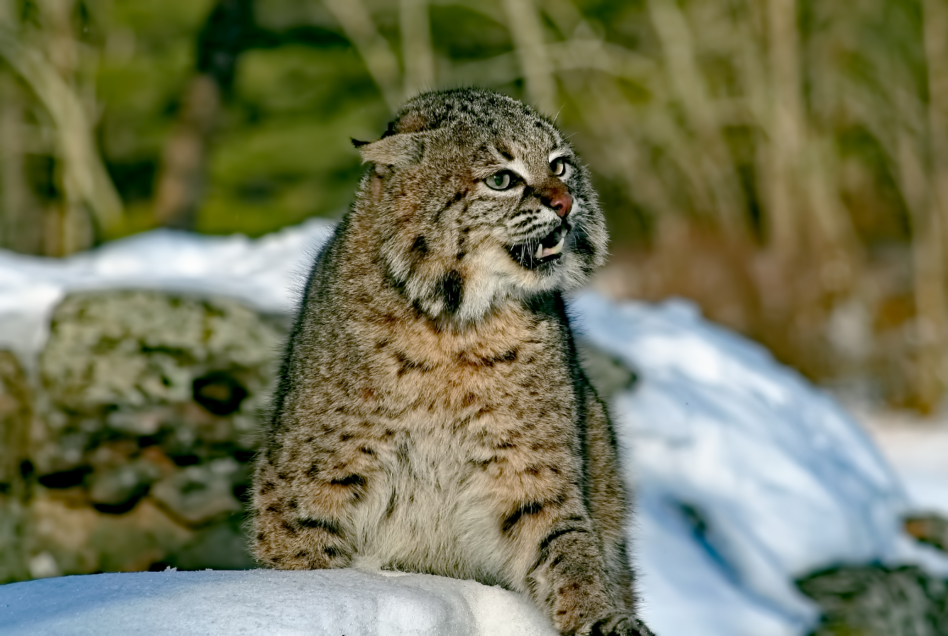 0218+Bobcat-edit.jpg