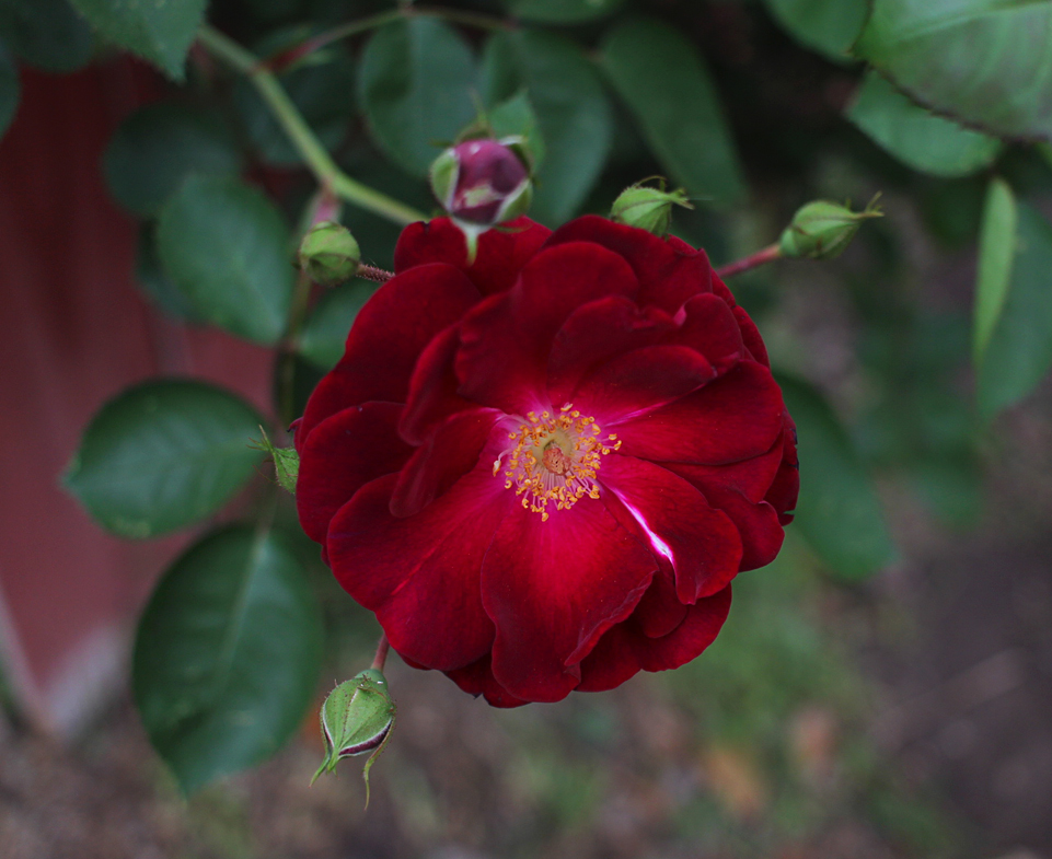 mini-rose.jpg