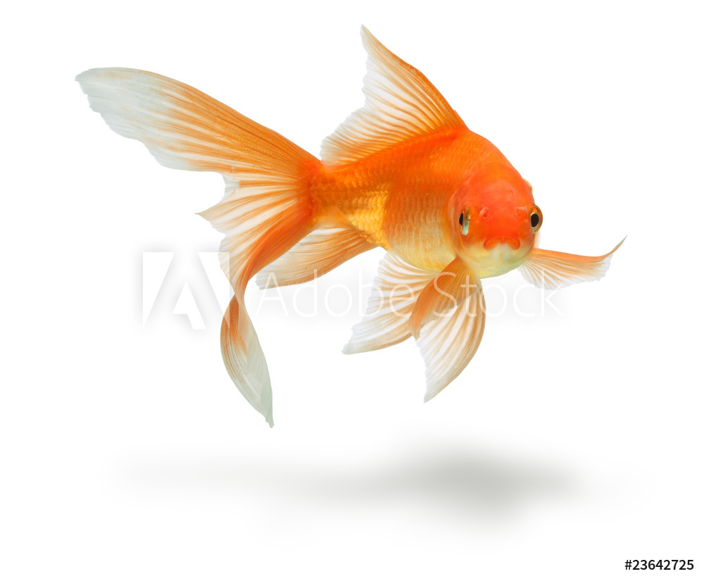 AdobeStock_23642725_Preview.jpeg