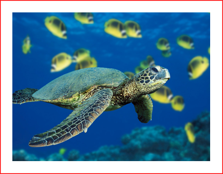Green-Sea-Turtle.png