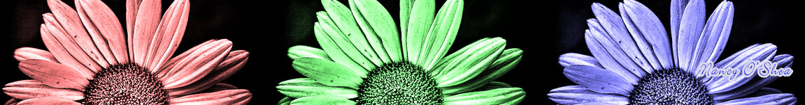 RGB-Daisy-Banner1.jpg