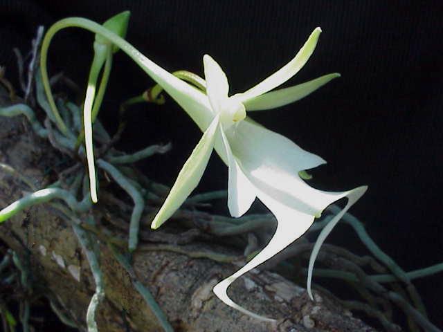 Ghost_Orchid2.jpg