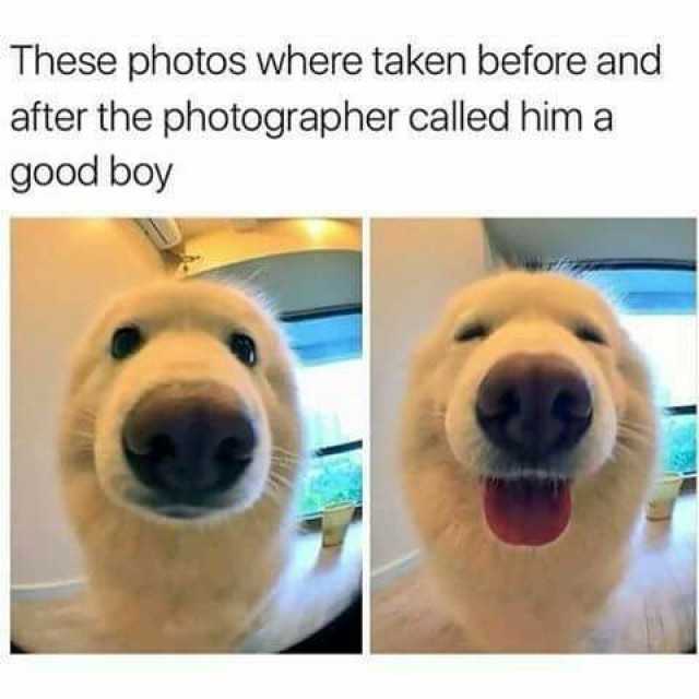 these-photos-where-taken-before-and-after-the-photographer-called-him-a-good-boy-T1VNM.jpg