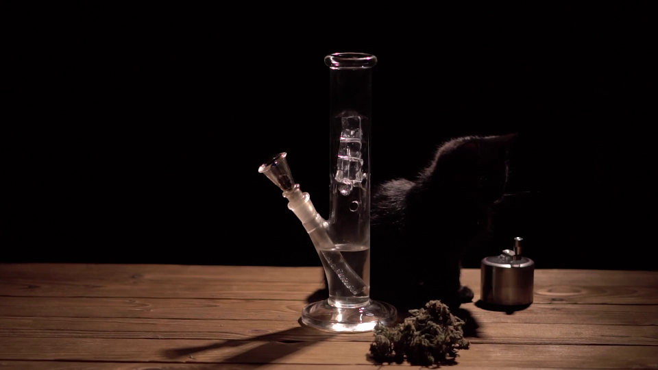 videoblocks-smoking-bong-with-marijuana-on-a-black-background-and-black-cat-slow-motion_s5gfyvqbz_thumbnail-full01.png