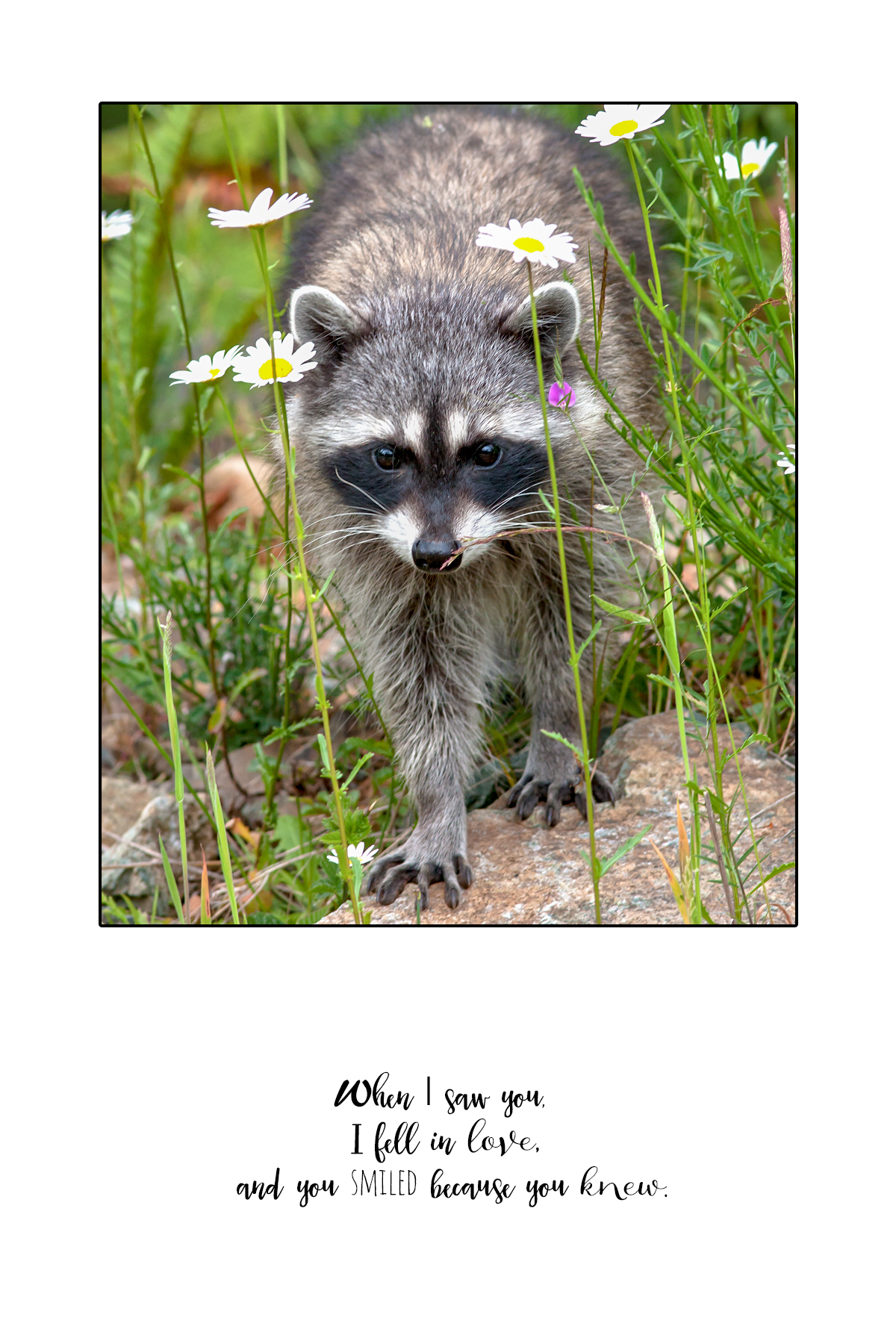 CARD-FRONT-RACCOON.jpg