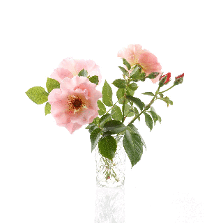 2be4a37d78a4661d-360-flowers-on-behance.gif