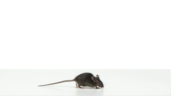 mouse_00043.png