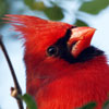 Cardinal Color