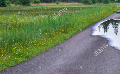 Trevor_Dennis_1-1591094795952.png