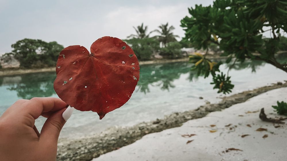 maldives_leaf.jpg