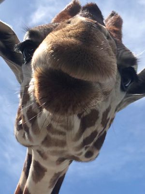 giraffee.jpg