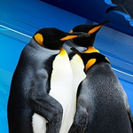 King Penguin