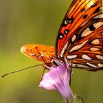 Fritillary