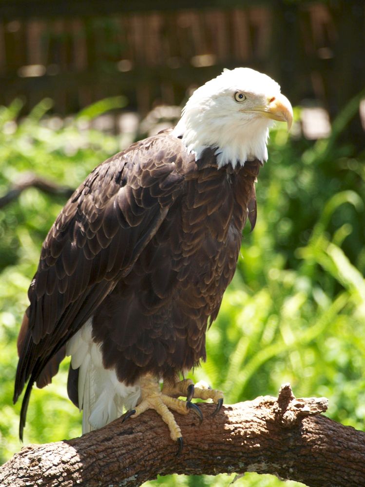 Bald Eagle.jpg