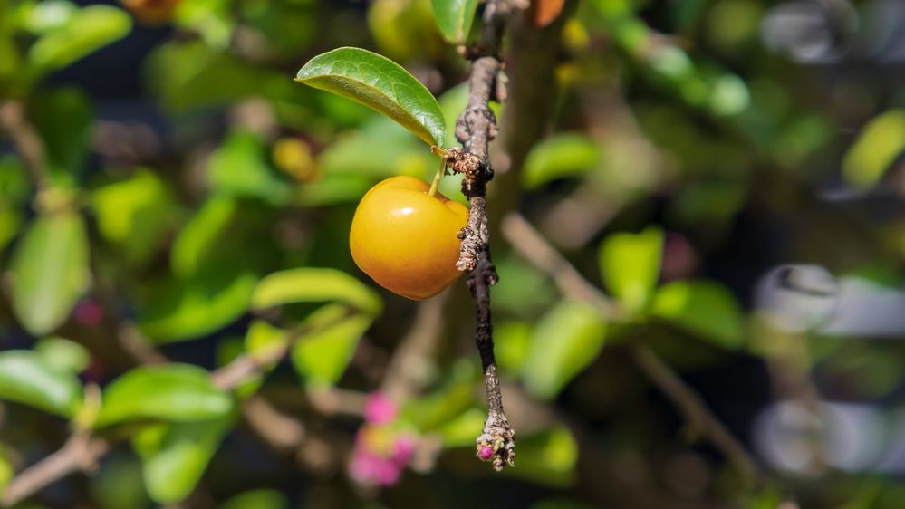 Yellow acerola cherry centered in image