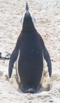 African Penguin.JPG