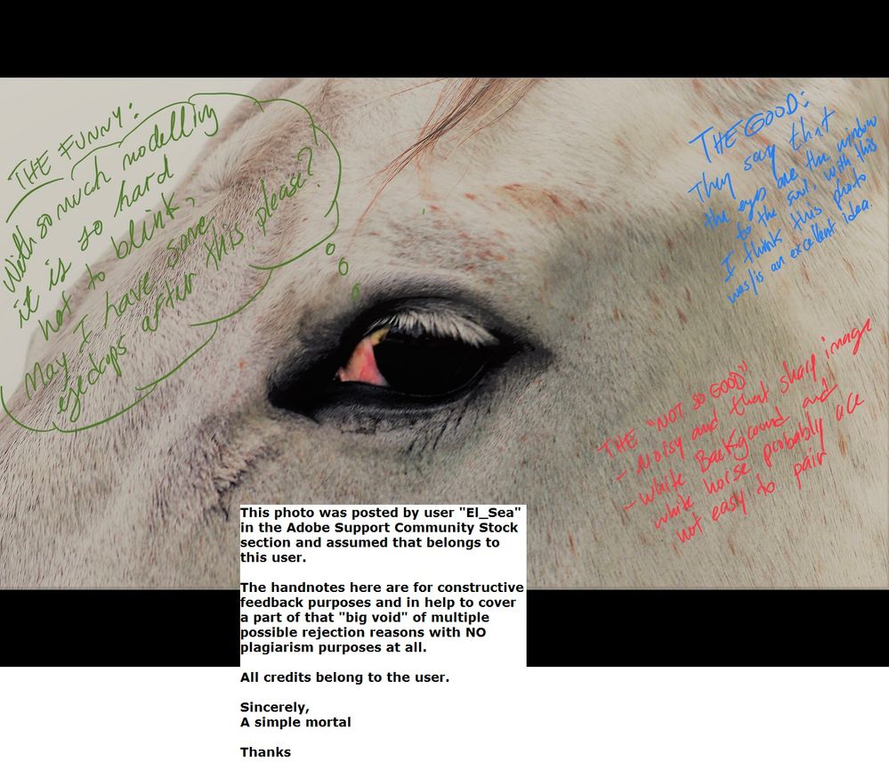 closeup-horse-eye