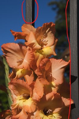 Inked2020-07-29  A BRIGHT ORANGE COMMON CORN-FLAG GLADIOLI ON WHIDBEY ISLAND WASHINGTON_LIcomposition.jpg