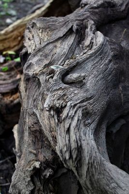 Title: Old Tree Roots