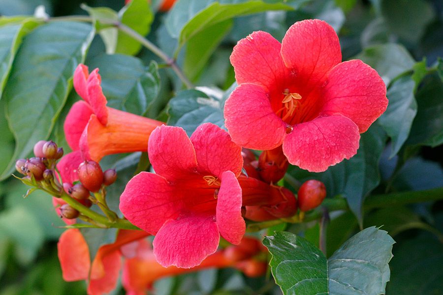 red flowers close up.jpg