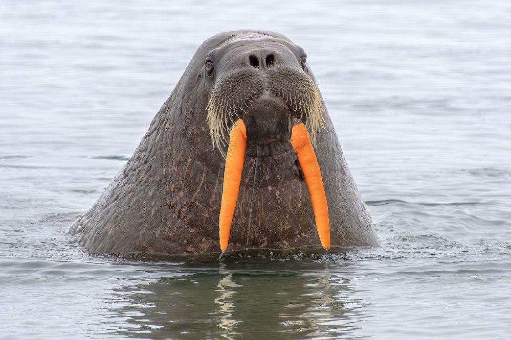 SFTWwalrus.jpg