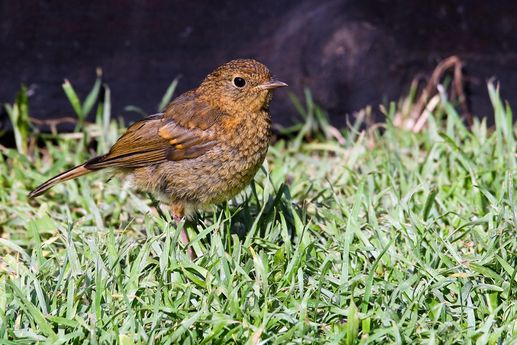 baby_robin_erithacus_rubecula_DSCF6881_comp_tone.jpg