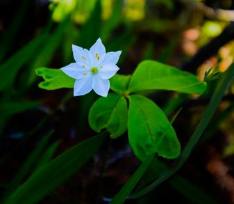 shaded flower 1.jpg