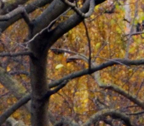 Copenhagen, Denmark - Rosenborg Castle through Autumn Trees_artifacts.jpg