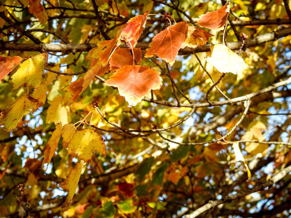 Fall leaves 1.jpg