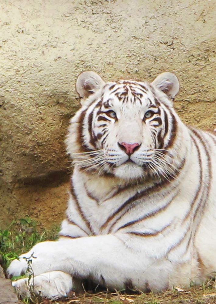 tigre blanco.jpg