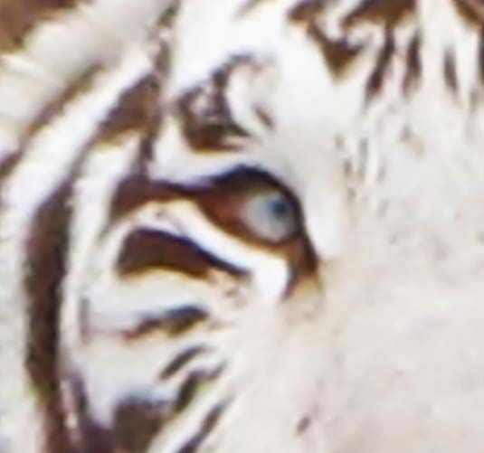 tigre blanco_quality.jpg