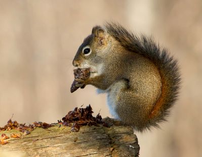 Squirrel Snackwhitebalance.jpg