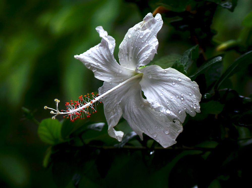 White hibiscus blur .JPG