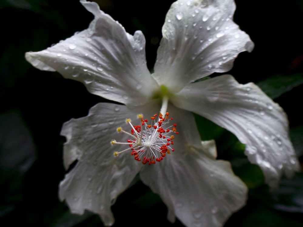 close up on the stamen.JPG