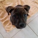Staffy769541