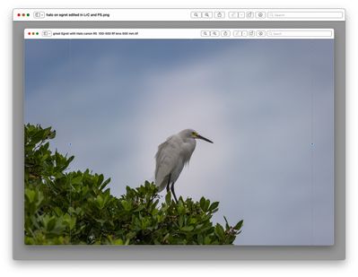 halo on bird in tree.jpg