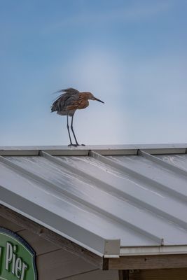 Flare extends from mid sky to the lower part of rooftop.jpg