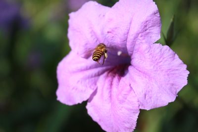 Flying Bees On Flower.JPG