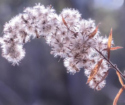 seed pod erupting 2.jpg