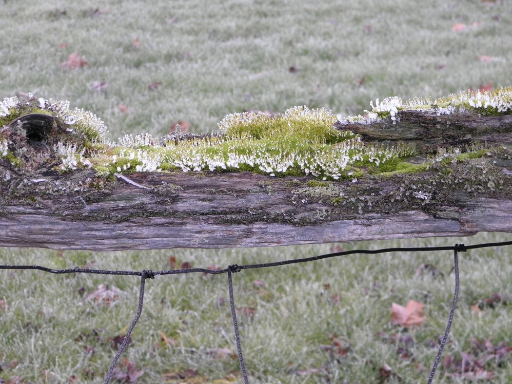 cold log moss frost series 1.jpg