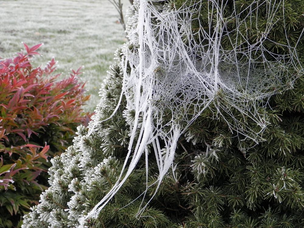 Frost web in evergreen branch series5.jpg