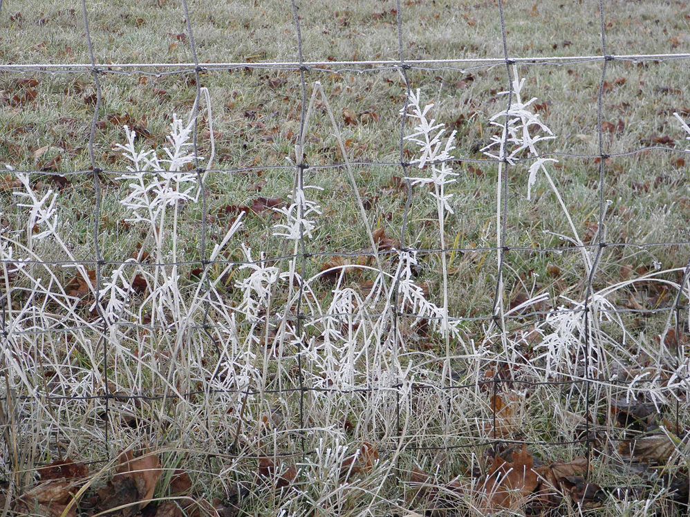 frosted grasses fence series 2.jpg